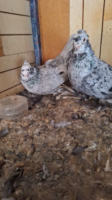 Голуби с игровых крови но пот сеткой сидя плот хорошый