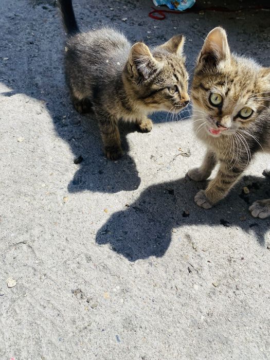 Отдам 3 котят бесплатно!