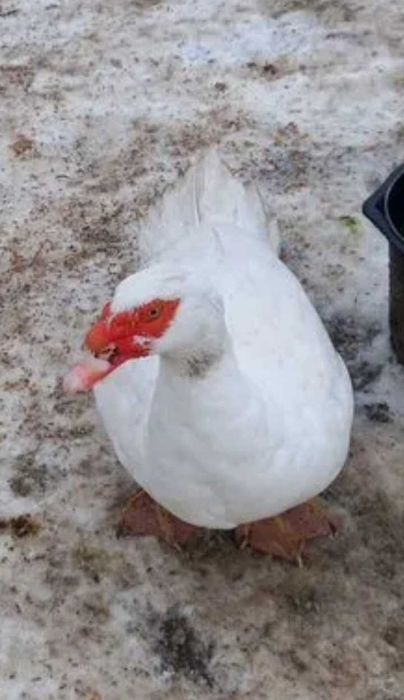 Селезень (мускус) индрутки