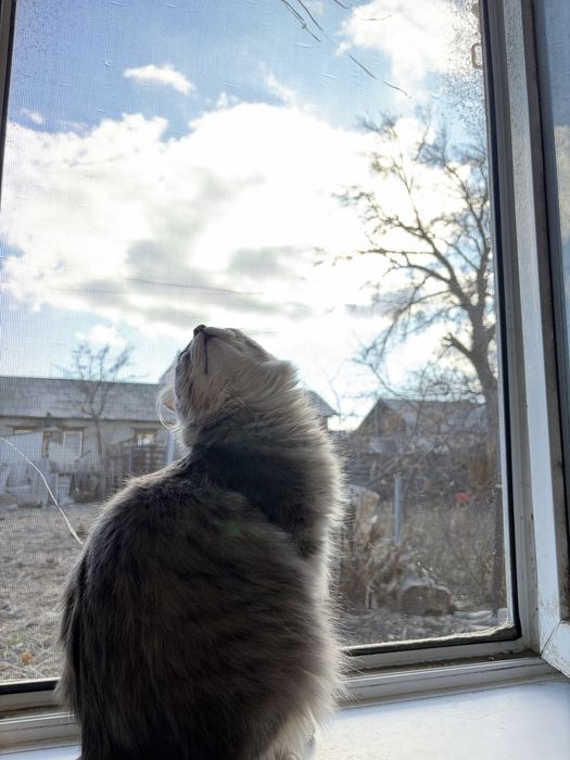 Кот в добрые руки