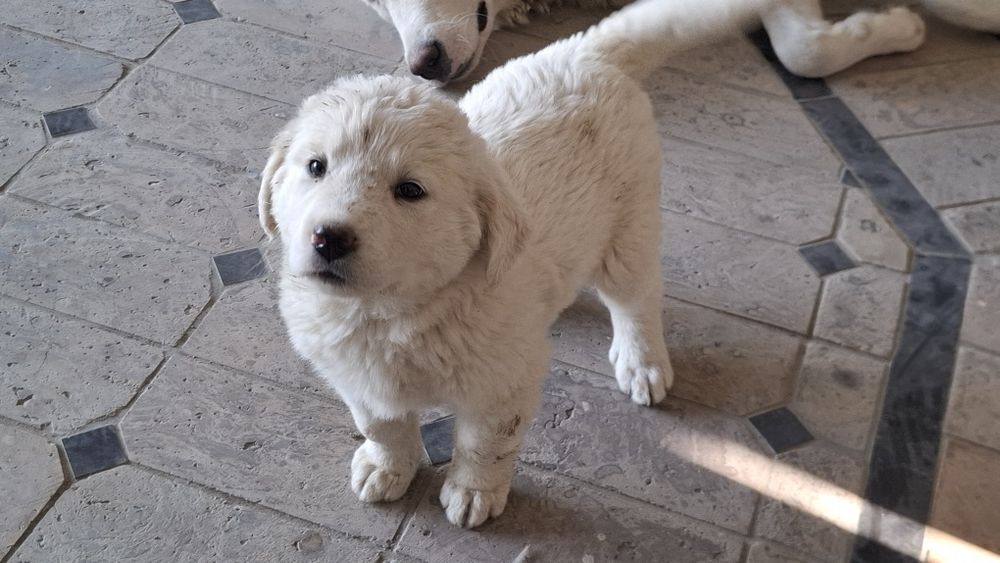 Алабай итлар сотилади.