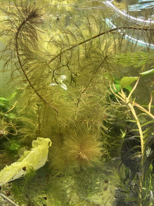 Аквариумные растения