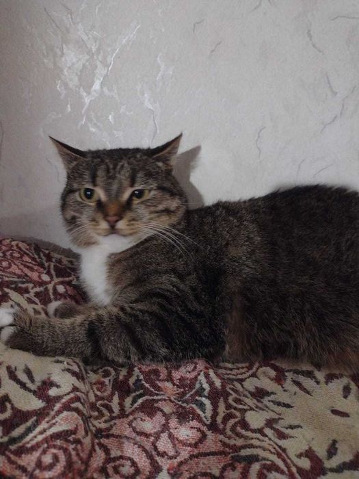 Отдам стерилизованную кошку.