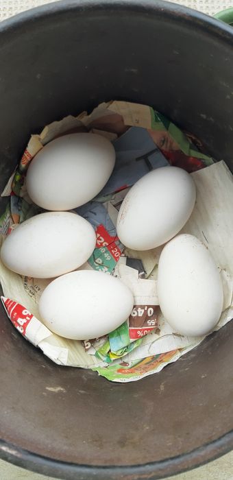 Oua de gasca de vanzare