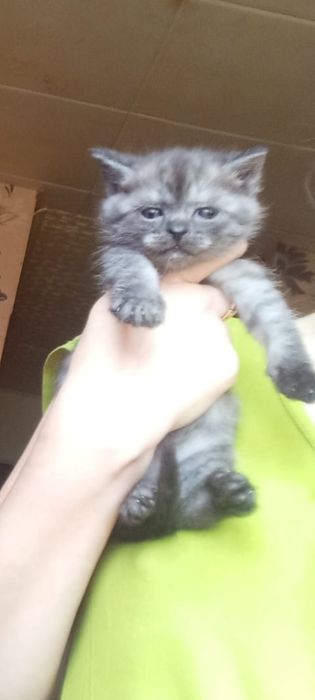 Шотланские 1 месяц