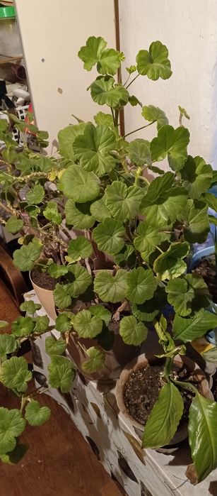 Недорого цветы, срочно