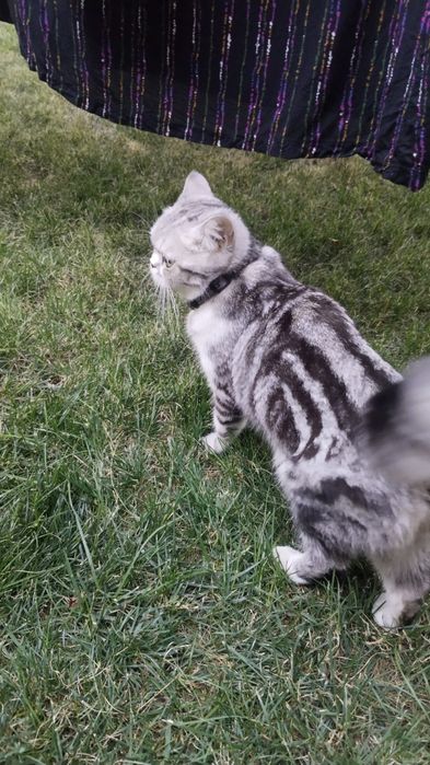 Mushuk sotiladi paxmoqqina