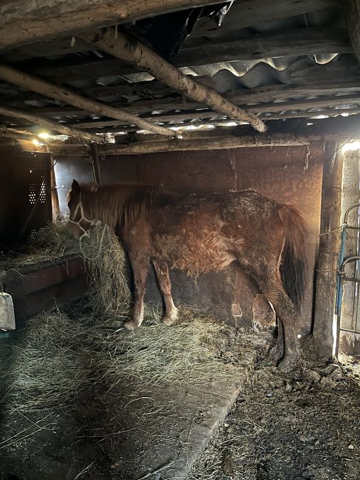 Байтал возрост 3 года рыжый