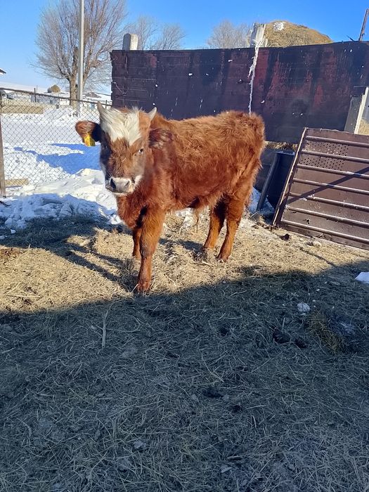 Еркек баспақ 1жылдық сатылады бағасы 239000 мың