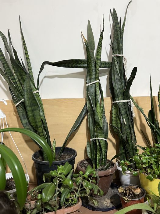 Цветы по низкой цене