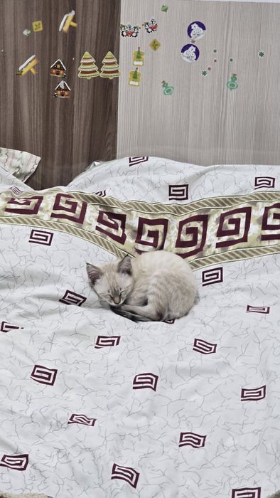 Продаю кота. Город Алматы