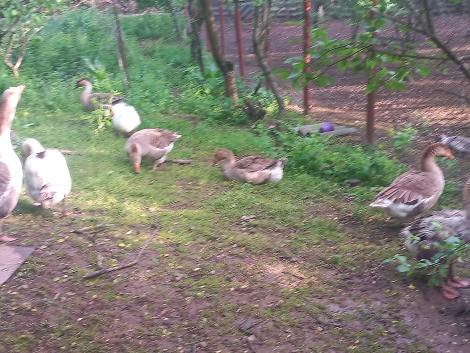 Gaste crescute natural