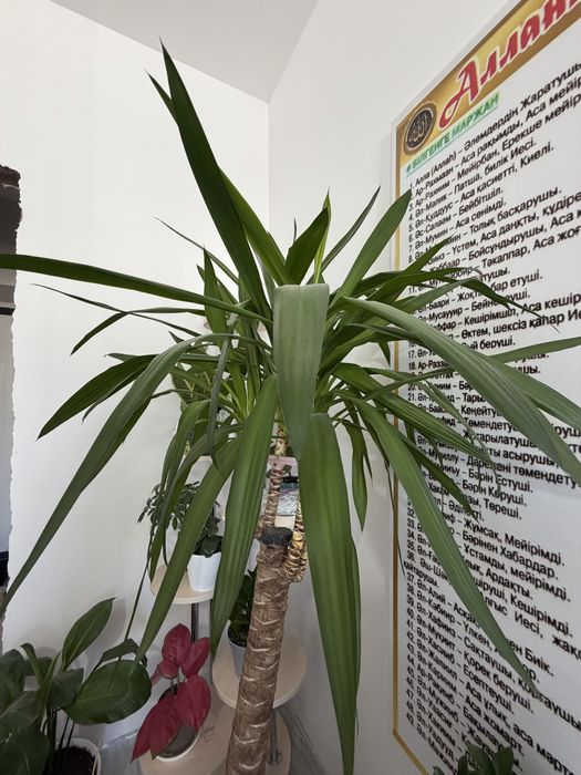 Продам Юкку домашнее растание