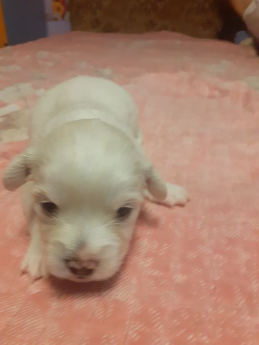 Vând pui de catei bison maltez