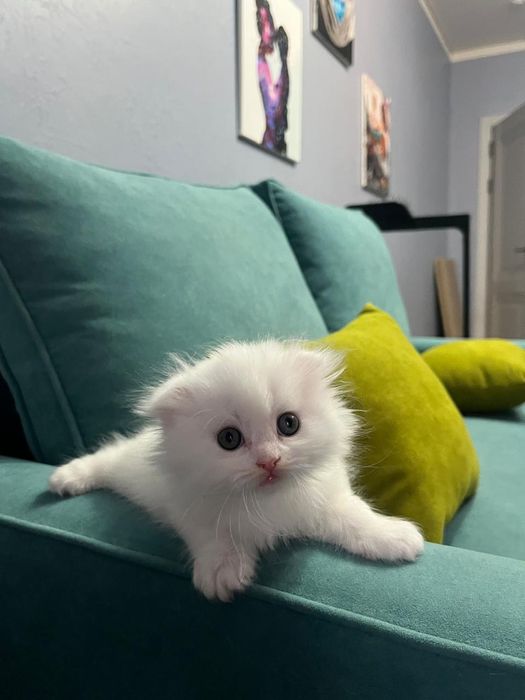 Котята вислоухые по два месяца