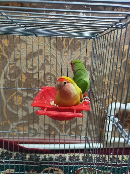 Неразлучники продаётся вся семейка