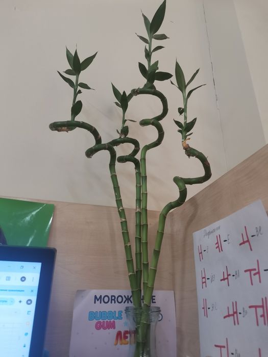 Бамбук драцена сандера