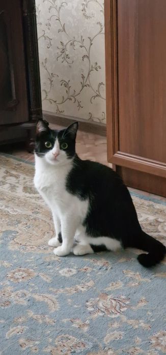 Отдадим котика в добрые руки