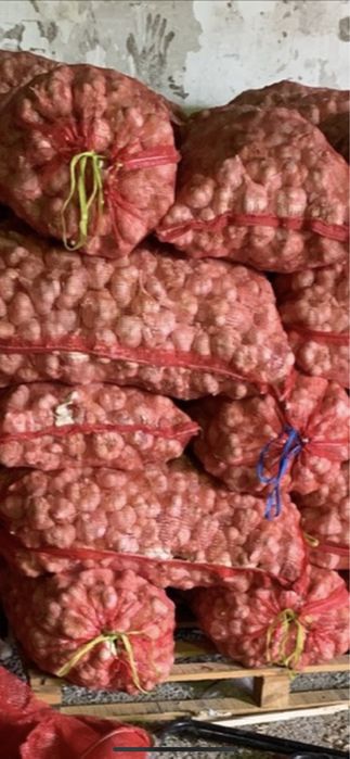 Vand usturoi,desfacut