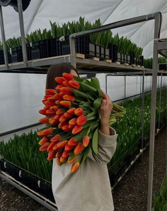 Тюльпаны на международный женский день