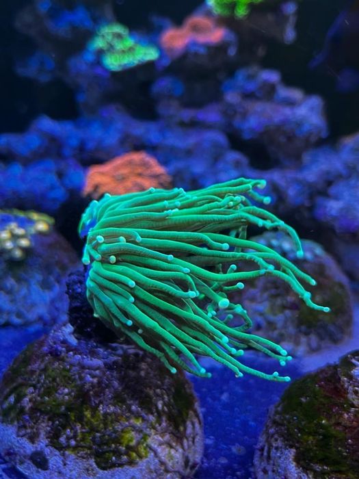 Кораллы. Море. Эуфилии. Монтипоры.