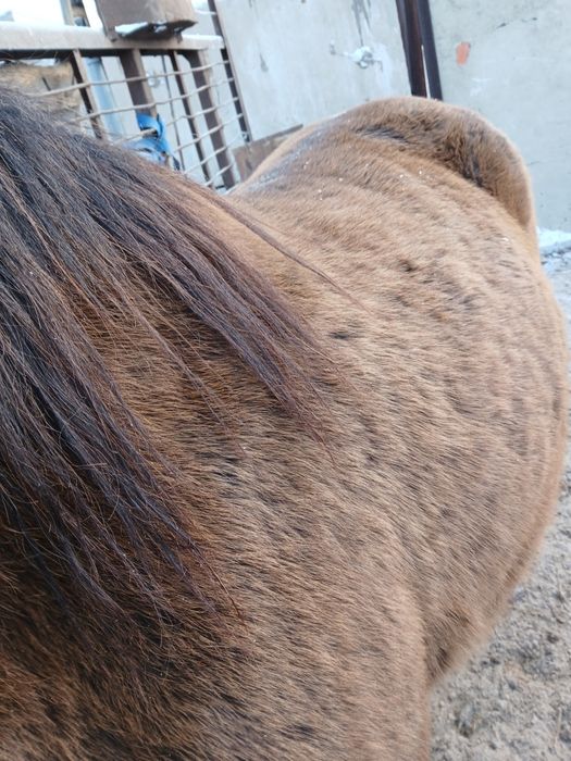 Продам мясо конина.