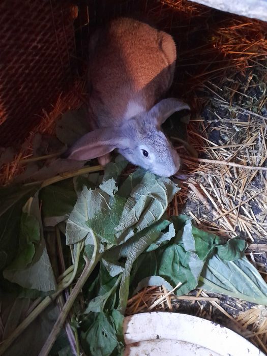 Продам  молодых кролих и кролов