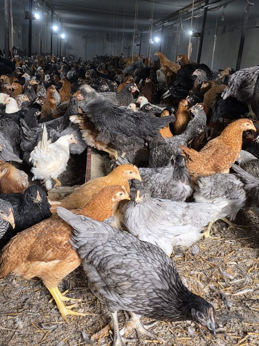 Puicuțe ouătoare de vânzare