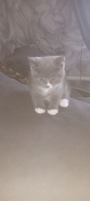 Подарим котенка .
