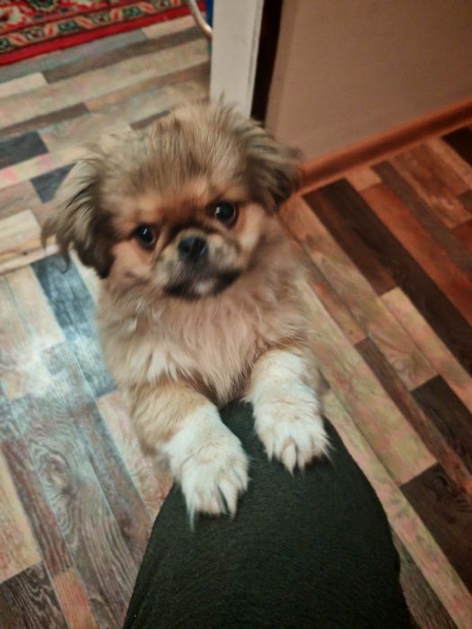 ПЕКИНЕС чистокровный кобель