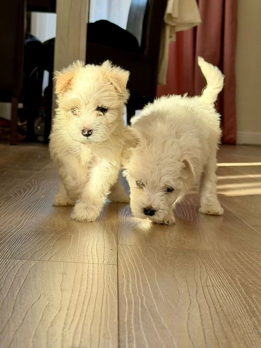 Bichon maltez talie mica