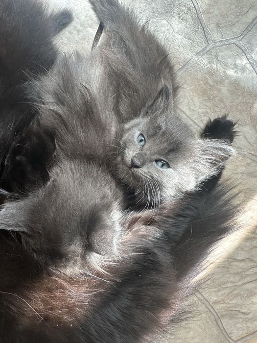 Отдам котят в добрые руки
