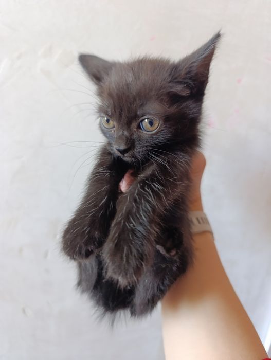 Отдам котят в добрые руки