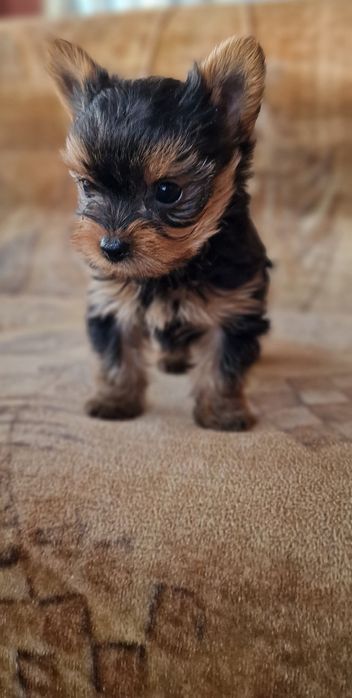 Йоркширски териер