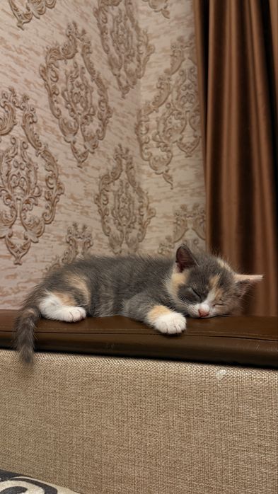 отдам котенка в хорошие руки