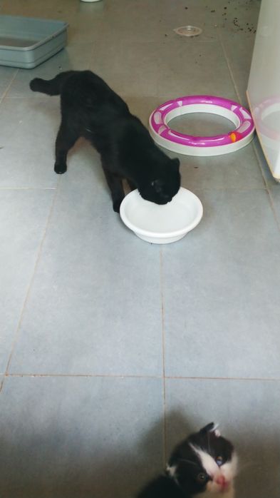 Передержка гостинница кошек котят