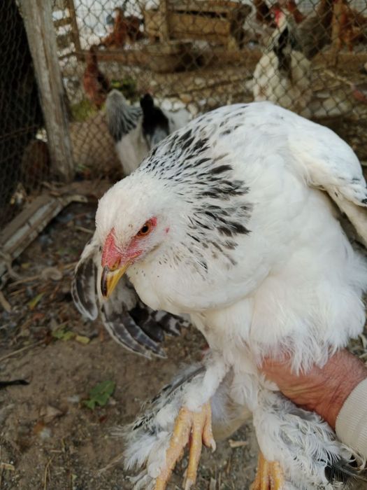 Brama tovuqlar sotiladi