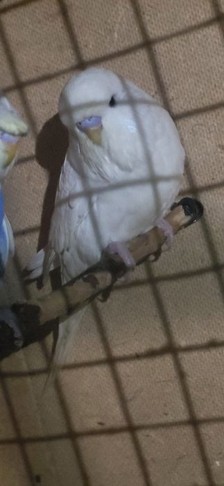 Андурка Попугай...