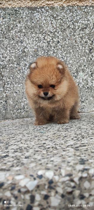 Померан померанче