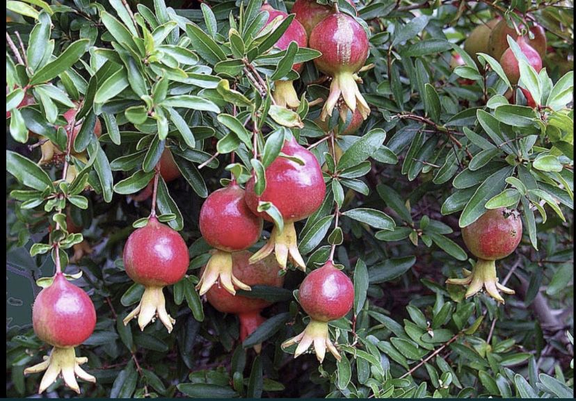 Rodiu guleisha rezistent