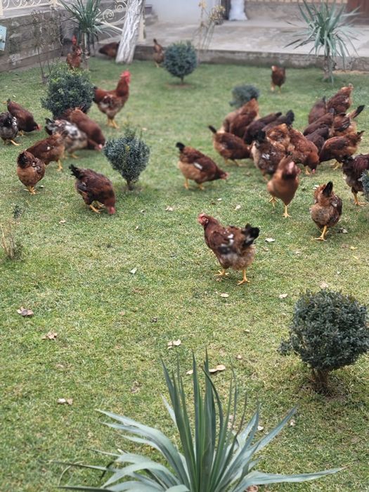 Damashni. Tovuklar. Tuxumlari. Uruglangan. Inkubatoruchun.