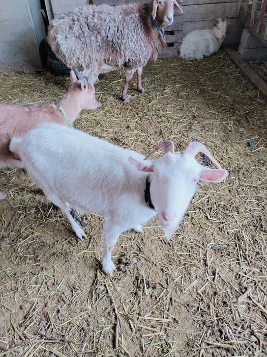 Занен ешкы Ургашы