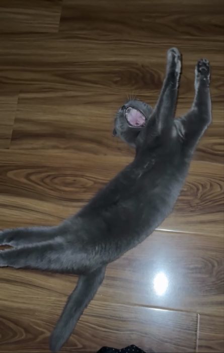 Котёнок Scottish Fold