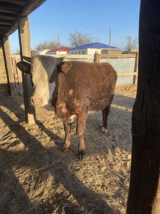 Бука сатылады ……