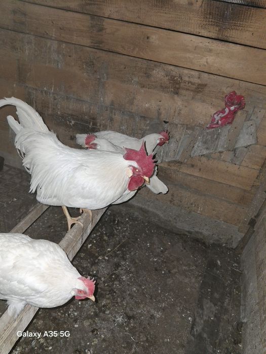 Ouă găină  Leghorn, Austrolop și La Bresse