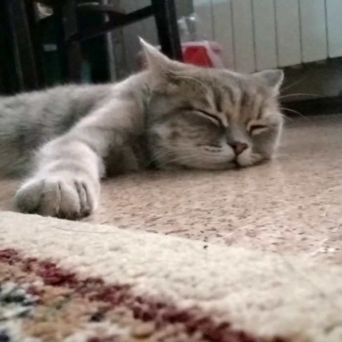 Продам кошку домашнюю