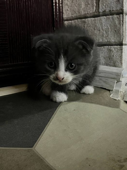 Очаровательные вислоухие котята  от папы Британца и мамы вислоухой