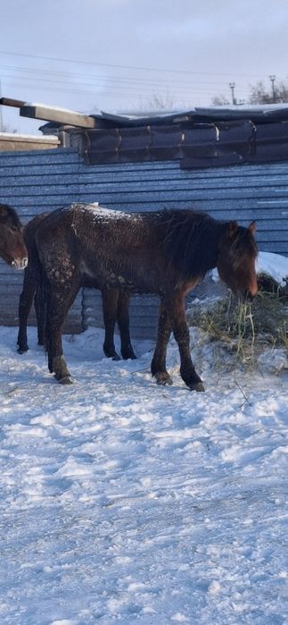Продам тай на согым.