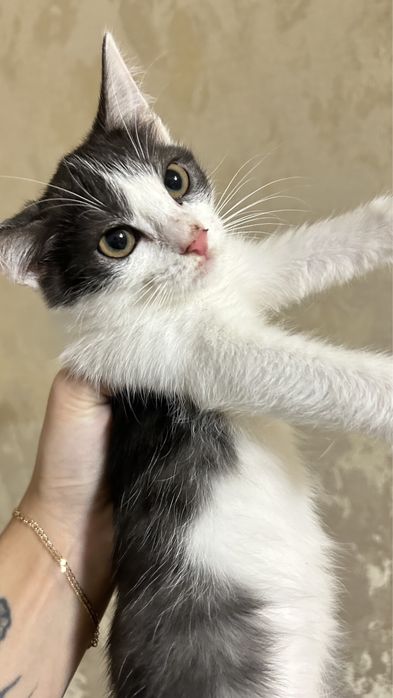 Котята 2 месяца девочки