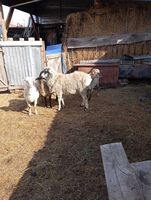 Продам кошкара на племя